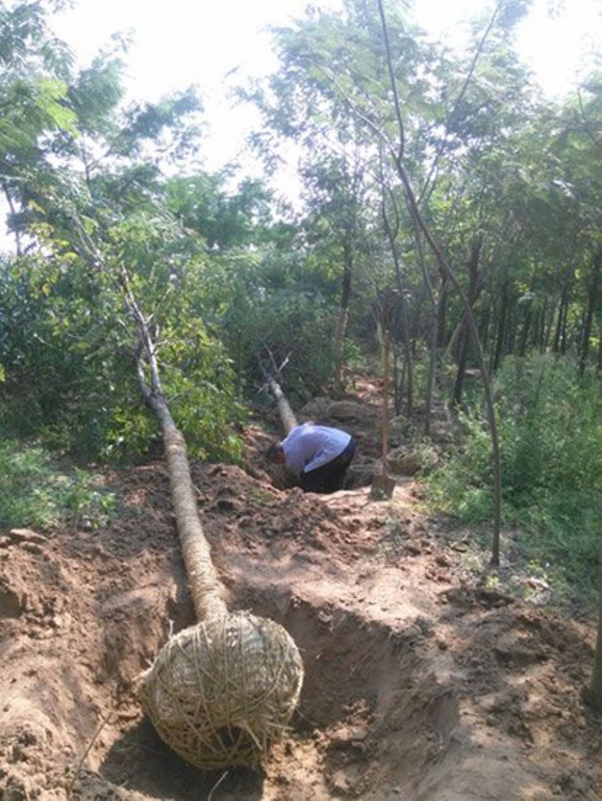 點擊查看詳細信息<br>標題：香花槐 閱讀次數：2114