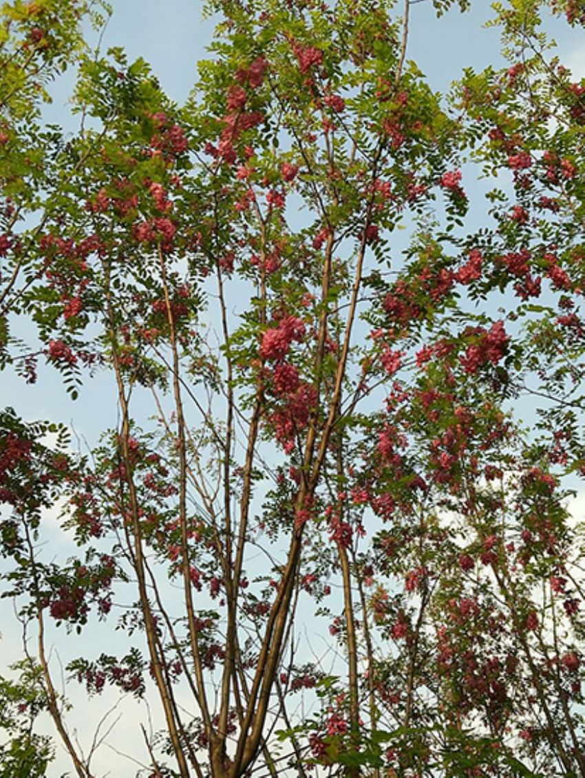 點擊查看詳細信息<br>標題：香花槐 閱讀次數：2010