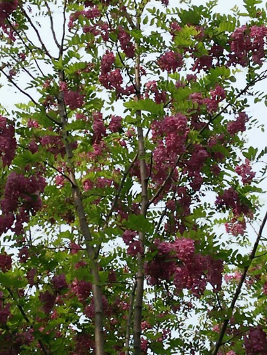 點擊查看詳細信息<br>標題：香花槐 閱讀次數：2029