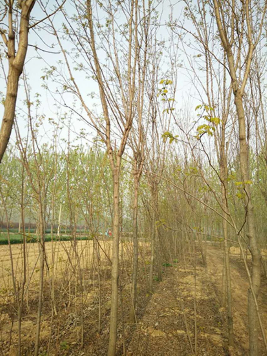 點擊查看詳細信息<br>標題：香花槐 閱讀次數：2232