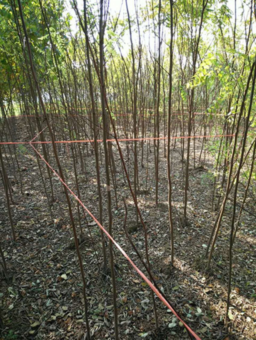 點擊查看詳細信息<br>標題：香花槐 閱讀次數：2197