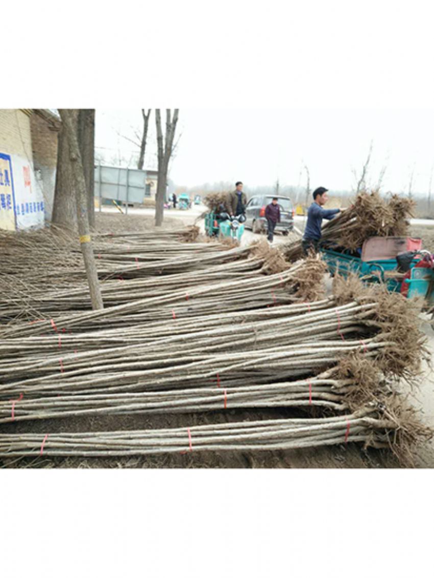 點擊查看詳細信息<br>標題：楊樹苗 閱讀次數：2356