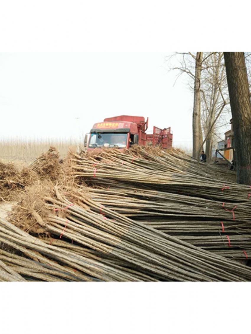 點擊查看詳細信息<br>標題：楊樹苗 閱讀次數：2128