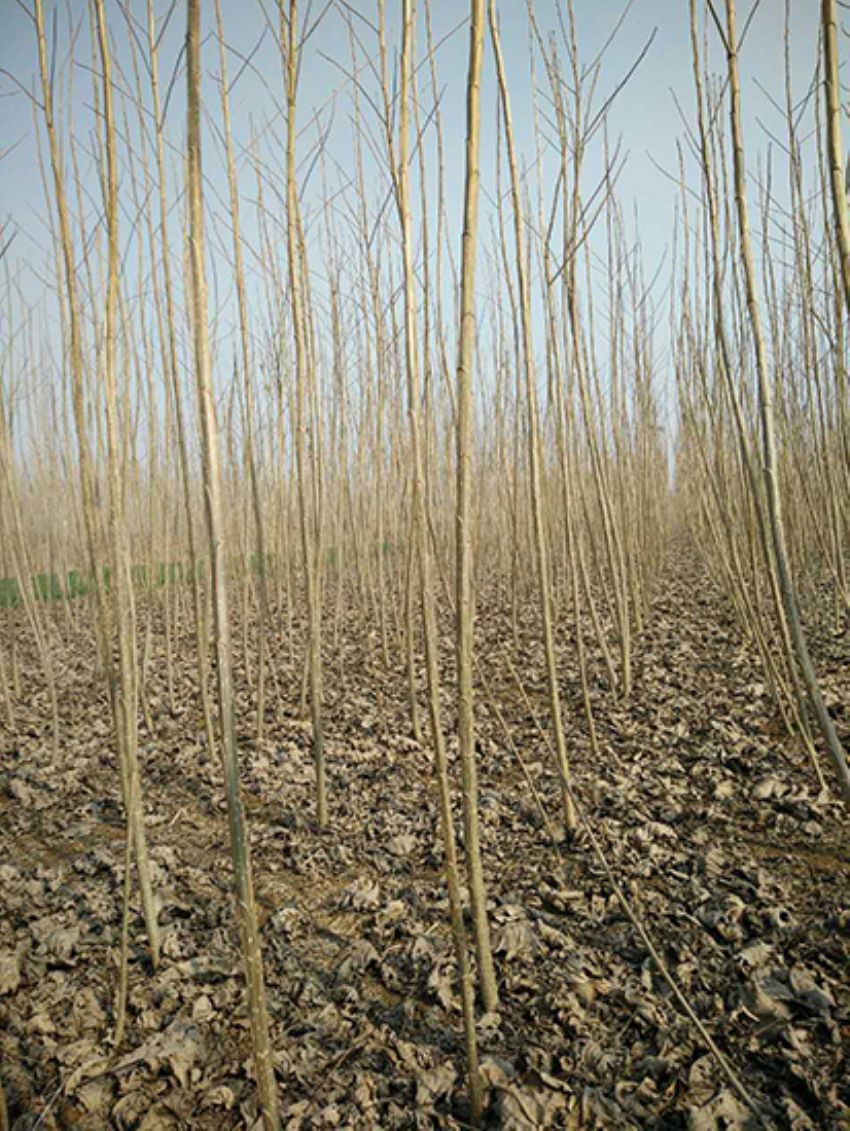 點擊查看詳細信息<br>標題：楊樹苗 閱讀次數：2194