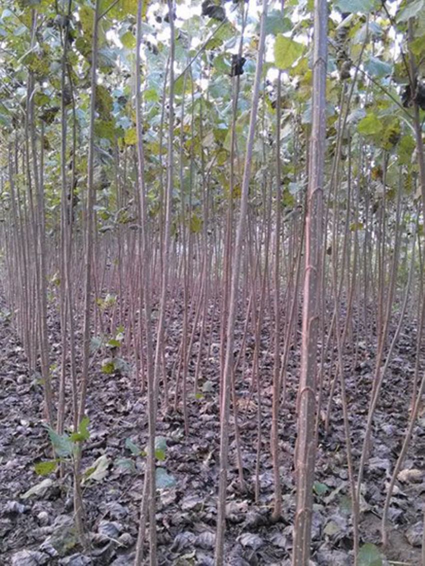 點擊查看詳細信息<br>標題：速生楊 閱讀次數(shù)：2421