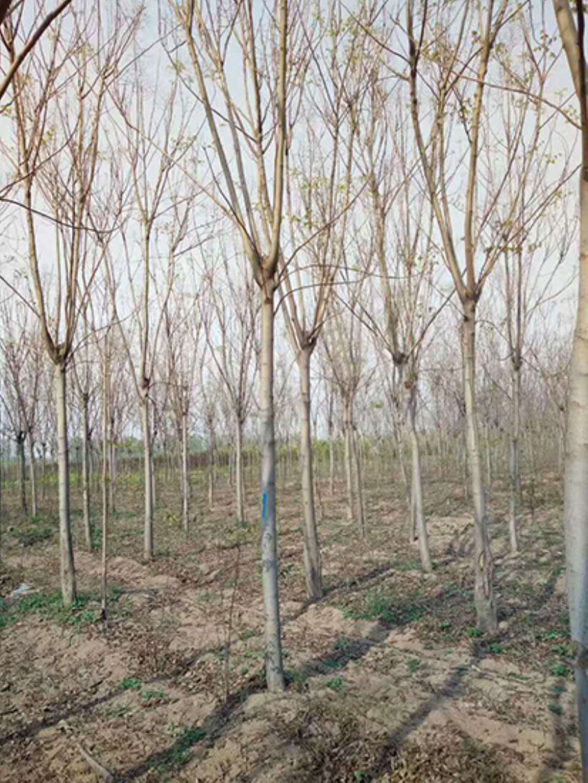 點擊查看詳細信息<br>標題：欒樹 閱讀次數：2029