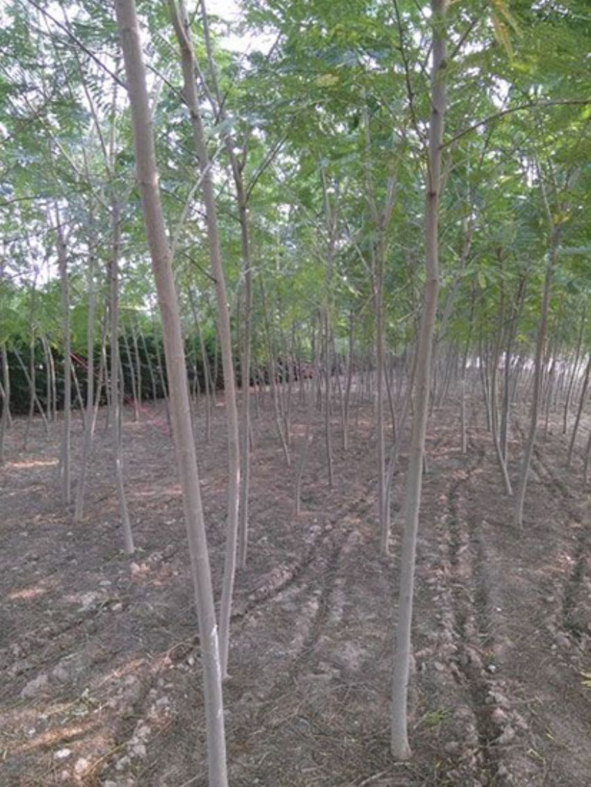 點(diǎn)擊查看詳細(xì)信息<br>標(biāo)題：合歡 閱讀次數(shù)：1951