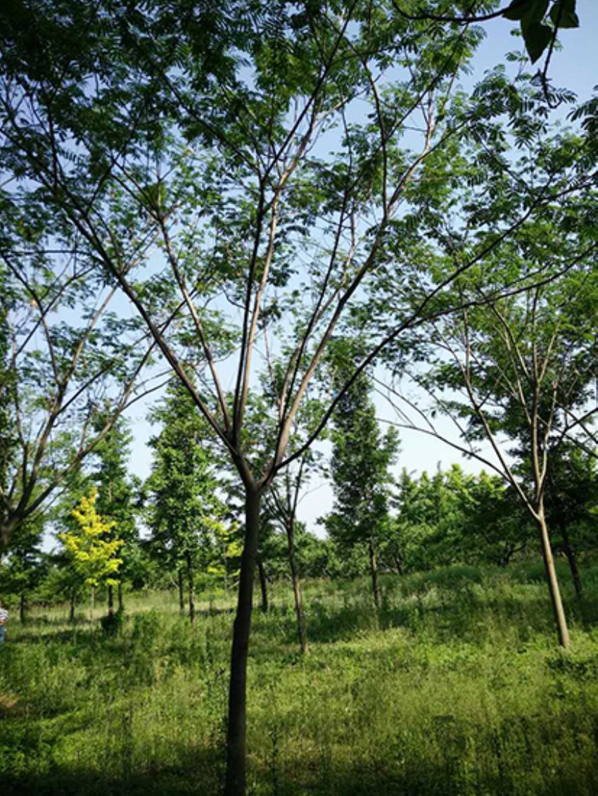 點(diǎn)擊查看詳細(xì)信息<br>標(biāo)題：合歡 閱讀次數(shù)：1944