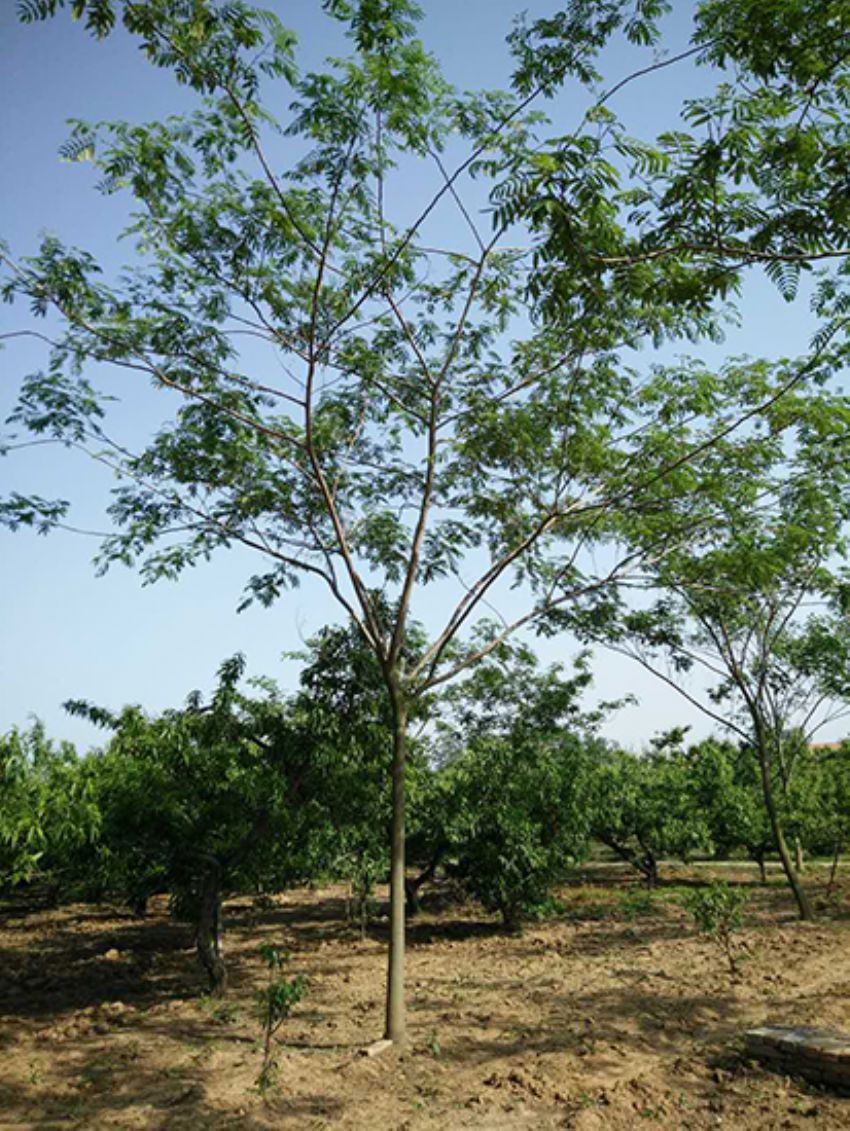 點(diǎn)擊查看詳細(xì)信息<br>標(biāo)題：合歡 閱讀次數(shù)：2293