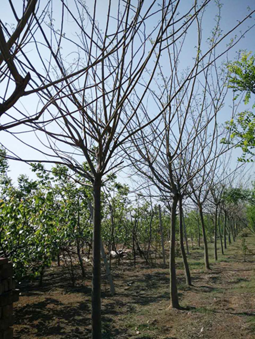 點(diǎn)擊查看詳細(xì)信息<br>標(biāo)題：合歡 閱讀次數(shù)：2229