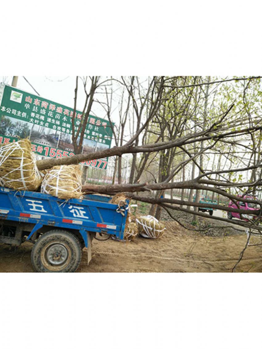 點(diǎn)擊查看詳細(xì)信息<br>標(biāo)題：果樹(shù)-柿子樹(shù) 閱讀次數(shù)：1856