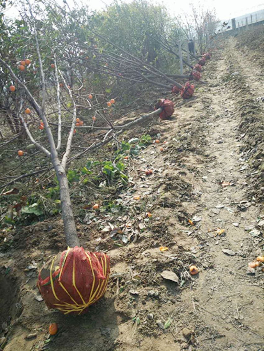 點(diǎn)擊查看詳細(xì)信息<br>標(biāo)題：果樹(shù)-柿子樹(shù) 閱讀次數(shù)：1910