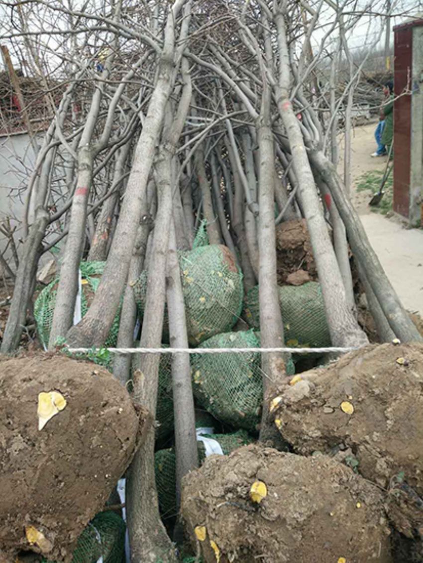 點擊查看詳細信息<br>標題：果樹-柿子樹 閱讀次數：2293