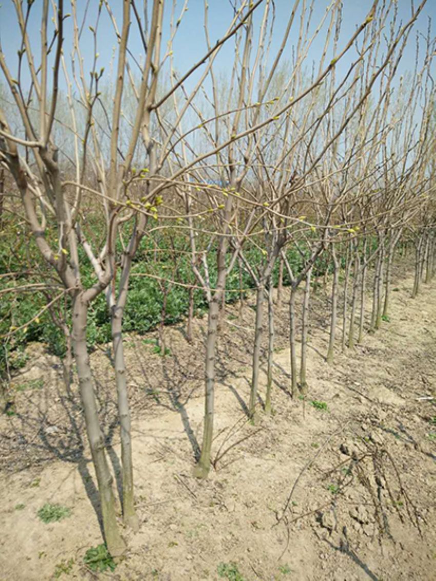 點擊查看詳細信息<br>標題：果樹-柿子樹 閱讀次數：2236