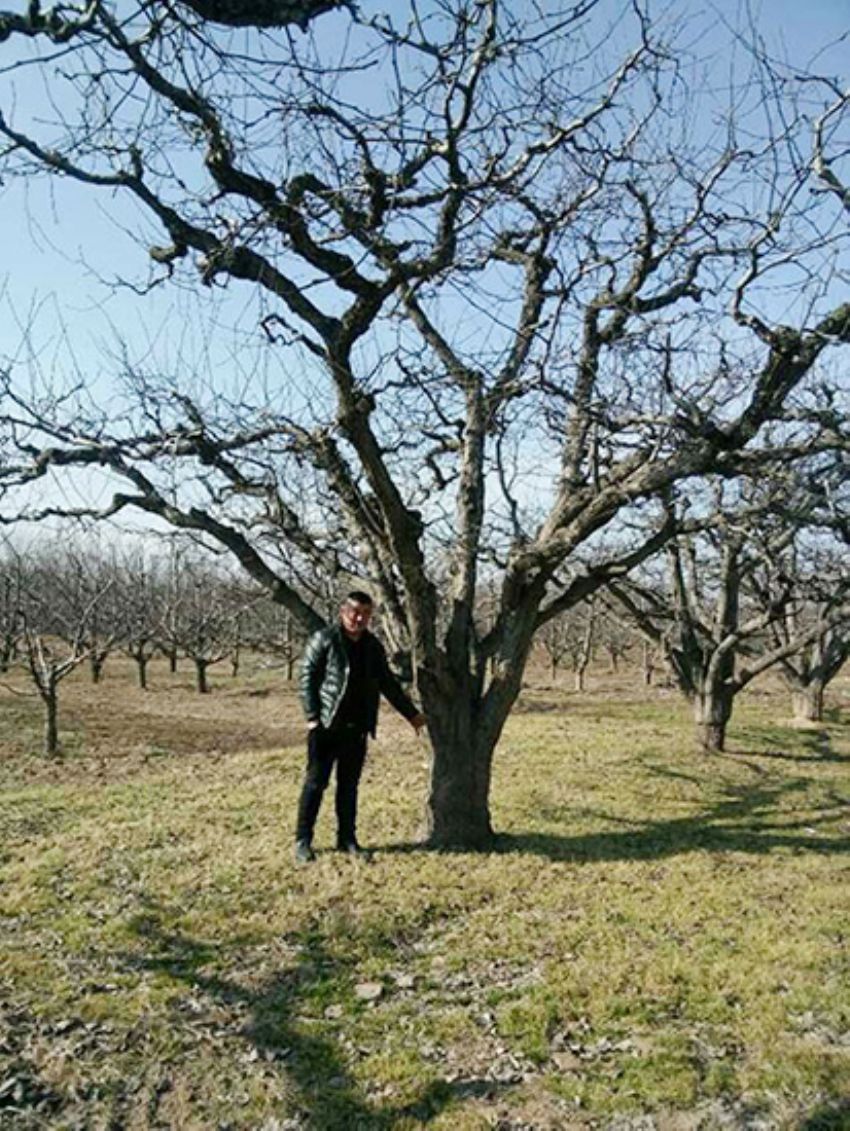 點擊查看詳細信息<br>標題：果樹-柿子樹 閱讀次數：2329